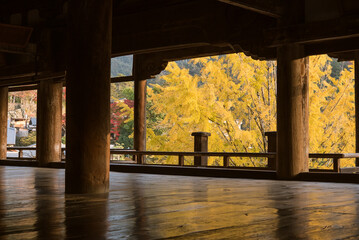 豊国神社（千畳閣）から見た黄葉したイチョウの木 広島県・宮島　Autumn yellow gingko tree viewed from Senjokaku (Hokoku Shrine) in Miyajima, Hiroshima, Japan
