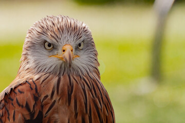 Red Kite