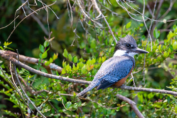 Ringed Kingfischer (Martin Pescador) Latin Name: Megaceryle torquata. Rio Maullin. Chile