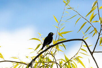 Spectacled Tyrant (Run Run) Latin Name: Hymenops perspicillatus