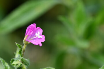 purple flower, close up of a flower, Kilkenny, Ireland