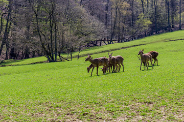 deers in the meadow