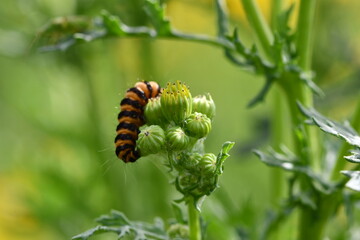 Cinnabar moth caterpillar, Kilkenny, Ireland
