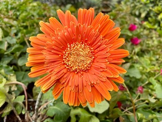 orange gerbera flower