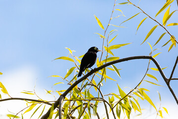 Spectacled Tyrant (Run Run) Latin Name: Hymenops perspicillatus