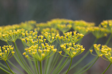 Yellow inflorescence of flowering dill.  Shot close-up.