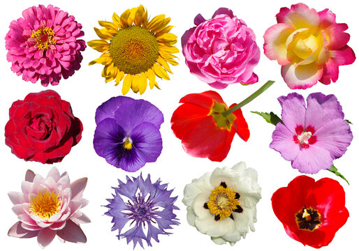 Collection of different flowers isolated on white background.