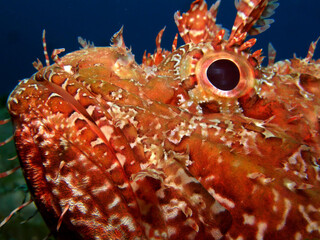 scorpion fish