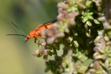 Rhagonycha fulva,  red soldier beetle,  the bloodsucker beetle, the hogweed bonking beetle, Kilkenny, Ireland