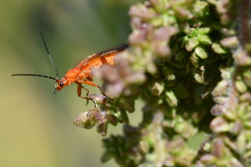 Rhagonycha fulva,  red soldier beetle,  the bloodsucker beetle, the hogweed bonking beetle, Kilkenny, Ireland