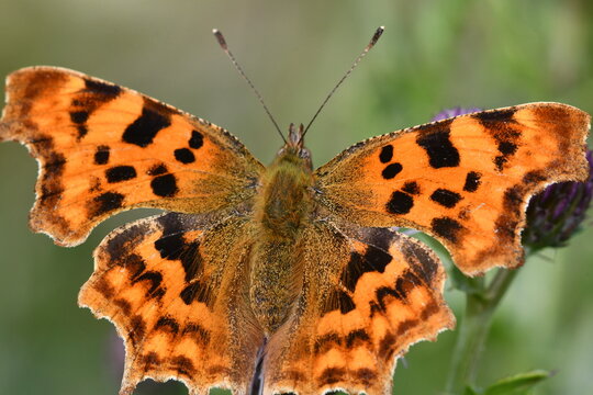 Comma (Polygonia c-album) butterfly, Kilkenny, Ireland