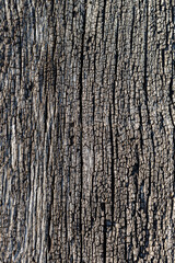 vertical background in the form of an old wooden surface