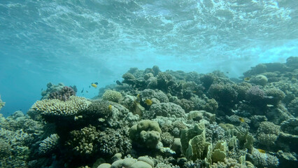 Storm waves above coral reef. Underwater shot. Red sea, Efypt