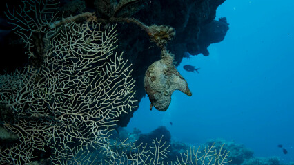 Bivalve mollusc Winged Oysters (Pteria aegyptiaca) on Soft coral Giant Gorgonian or Sea fan (Subergorgia mollis). Red sea, Egypt © Andriy Nekrasov