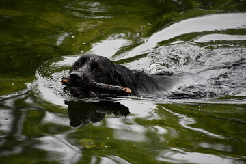 black labrador retriever swimming in water, River Nore, Kilkenny, Ireland