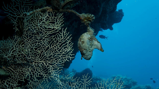 Bivalve mollusc Winged Oysters (Pteria aegyptiaca) on Soft coral Giant Gorgonian or Sea fan (Subergorgia mollis). Red sea, Egypt