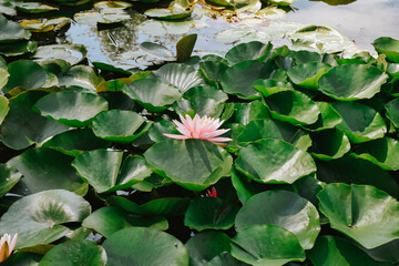 water lily in the garden