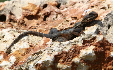 A lizard sits on a stone in a city park.
