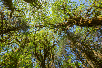 Looking up at lush, green foliage and a canopy of moss-draped trees in the Hoh rainforest in Olympic National Park in Washington state

