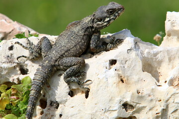 A lizard sits on a stone in a city park.