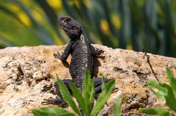 A lizard sits on a stone in a city park.