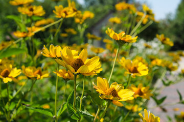 Summer yellow flowers close-up