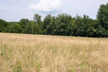 Obraz premium Yellow vegetative background