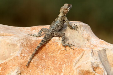 A lizard sits on a stone in a city park.