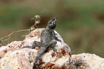 A lizard sits on a stone in a city park.