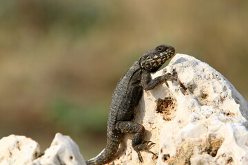 A lizard sits on a stone in a city park.