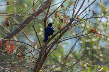 Austral Blackbird (Tordo) Latin Name: Curaeus curaeus. Santiago. Chile