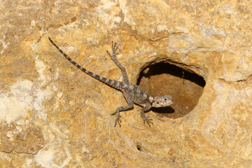 A lizard sits on a stone in a city park.