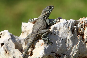Naklejka na ściany i meble A lizard sits on a stone in a city park.