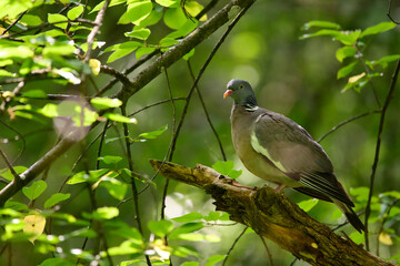 Taube sitzt auf einem ast im Wald