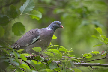 Taube sitzt auf einem ast im Wald
