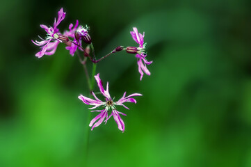 pink flowers on a stem on a green blurred background
