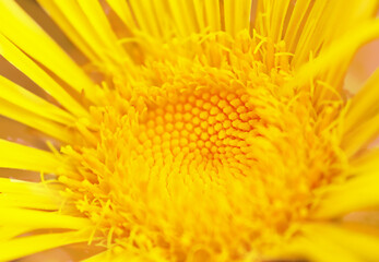 macro photo of a yellow wild flower, the middle and a few petals