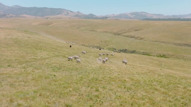 Aerial slow motion of running zebras herd in open space rancho or California state park. Wild animals running together in wilderness nature with scenic landscape panorama. Wild nature Northern America
