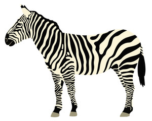 standing zebra vector illustration - obrazy, fototapety, plakaty