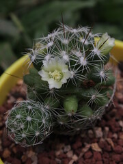 Mammillaria cactus with white flowers