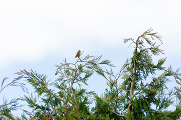 Black-chinned Siskin (Jilguero Común) Latin name: Sporagra barbata.