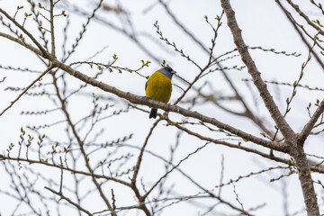 Patagonian Sierra-Finch (Cometocino Patagónico) latin name: Phrygilus patagonicus.