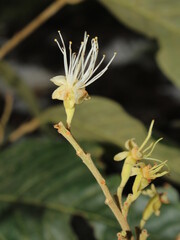 Close-up on the flowers of Couepia hallwachsiae