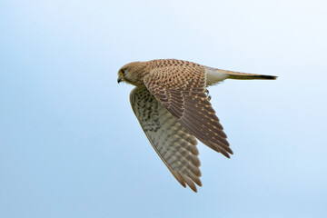 Kestrel Falco tinnunculus in flight, natural background