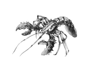 A spiny lobster with claws. Delicious seafood. In black ink. Vector illustration on a white background. Traced watercolor. 
