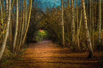  2022-07-30 A WALKWAY COVERED IN LEAVES WITH TREES LINING THE WAY IN THE MERCER SLOUGH IN BELLEVUE WASHINGTON