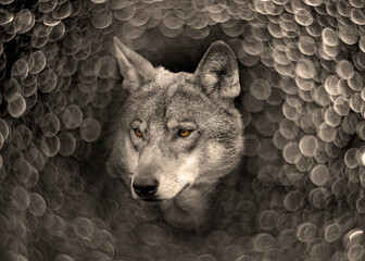 wolf portrait on a bokeh background
