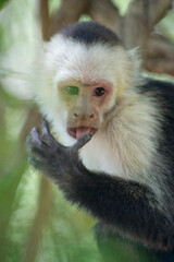 White-headed capuchin (Cebus capucinus) monkey in the jungle of Costa Rica