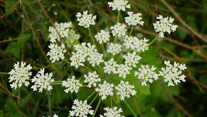Bloom giant hogweed Heracleum mantegazzianum flower blossom cartwheel-flower, western honey bee flying insects blooming saw achenes invasive Caucasus Eurasia cow parsley hogsbane expansive