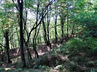 Tourism. Journey. Hiking in the mountains. Green forest. Big stones.